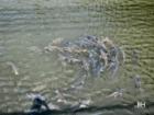 Lots of Fish Near the Oradell Resevoir in Oradell New Jersey