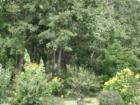 Bentwood landscaping