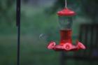 Ruby throated hummingbirds are plentiful in Cobb County in the summer months. Generally they appear about the time the mimosas are in full bloom. Summer of 2007 we had several pairs drinking from our feeders.