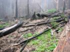 Polipoli Springs State Park
      Fire damage