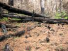 Polipoli Springs State Park
      Fire damage