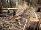 Polipoli Springs State Park
      Fire damage