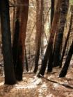 Polipoli Springs State Park
      Fire damage
