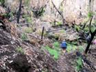 Polipoli Springs State Park
      Fire damage