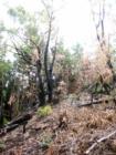 Polipoli Springs State Park
      Fire Damage