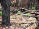 Polipoli Springs State Park
      Fire Damage