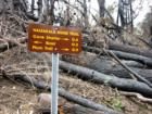 Polipoli Springs State Park
      Fire Damage in the Redwood Groove