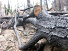 Polipoli State Park
      Fire Damage in the Redwood grove.