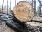 Polipoli State Park
      Fire Damage in the Redwood grove.