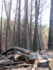 Polipoli State Park
      Fire damage Redwoods