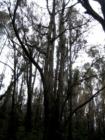 Polipoli Springs State Park
      Fire damage Eucalytus grove