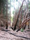 Polipoli State Park
      Fire Damage Eucalyptus grove