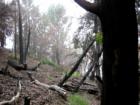 Polipoli Springs State Park
      Fire damage --scorched pines