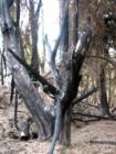 Polipoli Springs State Park
      Fire damage