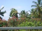 Check out the palm tree "Gone Wild" on the Kona Country Club Golf Course!