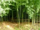 Bamboo, Zilker Park