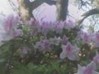 Zilker Park Flowers