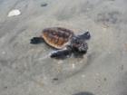 Baby Loggerhead