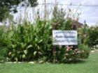 Community Garden, Navasota