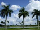Palms of Naples