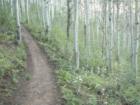 Glenwild Trail Area