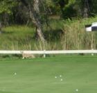 Coyote at Green Valley Ranch - Aurora