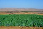 Agricultural fields and mountains facing east from Panther Drive.