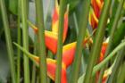 Heliconia, Twin Falls Hike, Haiku, Maui, Hawaii
