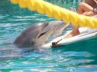 Dolphin Show at Sea Life Park, Waimanalo, Oahu, Hawaii