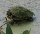 Interesting how this turtle carries his camouflage on his back