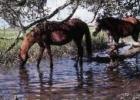 wild horses on beach