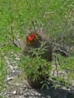 Barrel Cactus shaded by Mesquite