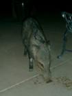 Javelina on my ramada at night