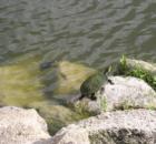Turtles in the lake at Port Orange City Center