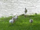 Little white birds by the lake at Port Orange City Center
