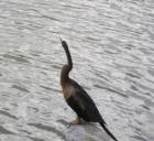 Bird looking for fish at City Center Complex.