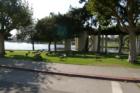 Famous Geese around the Lake