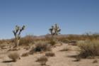 The Joshua Tree