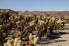 Cholla Cactus Garden, Joshua Tree National Park