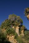 Cottonwood Oasis, Joshua Tree National Park