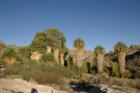 Cottonwood Oasis, Joshua Tree National Park