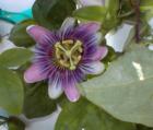 Purple Passion Flower, there's nothing like it!  So fragrant - a beautiful addition to your holiday table.