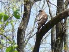 A Hawk over looking Royal Pines