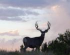 Deer on Locke Mt