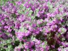 Las Vegas Flowers