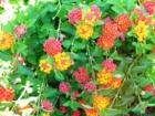 Flowers in Las Vegas