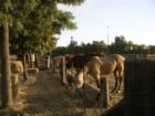 Horse property in Vacaville area.