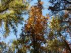 Fall truly is one of my favorite times of year here in Paupack, even if it does mean winter is on its way.