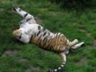 One of our favorite places to visit in St. Louis is the St. Louis Zoo.