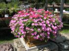 Flowers at Old Hook Farm in Emerson New Jersey
